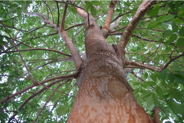 Tree Services